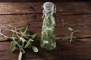 Herbs Prints: Sage leaves (Salvia), preparation for making medicine or liquor