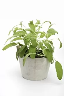 Sage -Salvia-, herb, medicinal plant