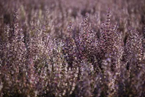 Provence Alpes Cote Dazur Gallery: Sage (Salvia spp.), Plateau de Valensole, DAzA partement Alpes-de-Haute-Provence, France, Europe