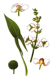 Sagittaria sagittifolia (arrowhead)