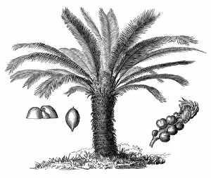Palm Tree Gallery: The Sago Palm, Cycas revoluta