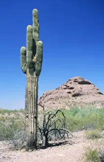 Cloudless Prints: Saguaro cactus (Carnegiea gigantea), Arizona, USA, America