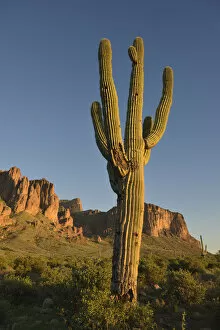 Images Dated 10th July 2017: Saguaro Cactus (Carnegiea gigantean) in front of Superstition Mountains, Lost Dutchman State Park