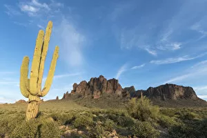 Images Dated 1st March 2016: Saguaro (Carnegiea gigantea) in foreground of Lost Dutchman Mine State Park