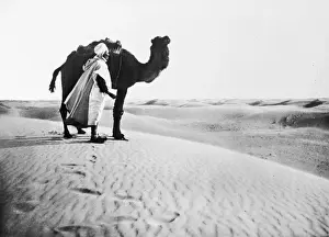 Sahara Camel