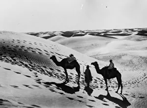 Landscape Lighting Prints: Sahara Camels