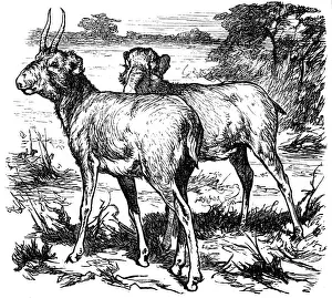 Saiga (Saiga tatarica)