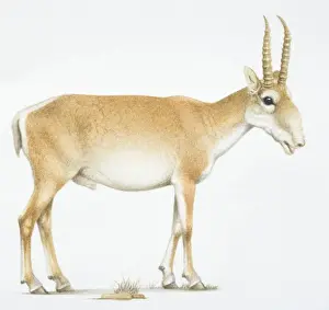 Bovidae Prints: Saiga, Saiga tatarica, , antelope with long horns, side view