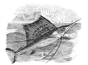 Freshwater Prints: Sailfish (istiophorus gladius)