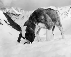 Feats Prints: Saint Bernard