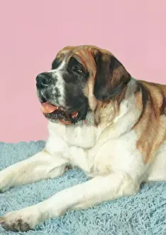 Saint Bernard