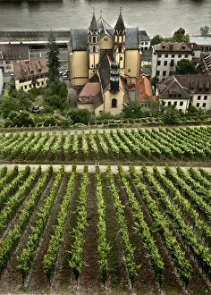 Saint Burkard Catholic Church and vineyard, Wurzburg, Bavaria, Germany