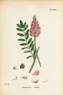 Images Dated 13th September 2017: Saintfoin, Onobrychis sativa, Victorian Botanical Illustration, 1863
