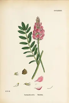 Locoweed Prints: Saintfoin, Onobrychis sativa, Victorian Botanical Illustration, 1863