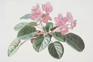 Saintpaulia, African Violet with pink flowers