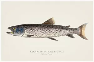 Images Dated 13th August 2015: Sakhalin taimen salmon illustration 1856