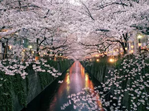 Delicate Cherry Blossoms Collection: Sakura on Meguro River