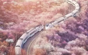 Delicate Cherry Blossoms Gallery: Sakura train