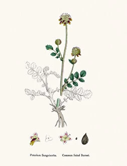 Images Dated 11th April 2016: Salad Burnet edible plant 19th century illustration
