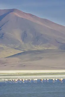 Salt Prints: Salar del Huasco and Jamess Flamingos -Phoenicoparrus jamesi