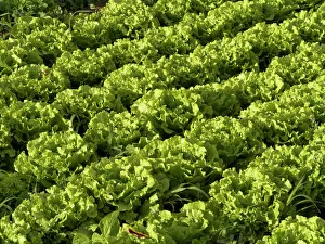 Freshness Collection: Salat growing in rows on a field, La Gomera, Valle Gran Rey, Canary Islands, Spain