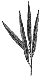Salix viminalis, the basket willow, common osier or osier