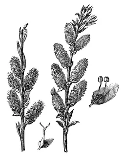 Willow Tree Prints: Salix viminalis (osier)
