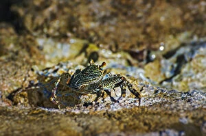Crustacea Collection: Sally-light-foot crab -Grapsus albolineatus-, Wakatobi Dive Resort, Sulawesi, Indonesia