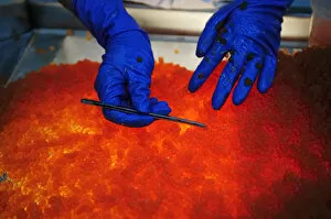 Images Dated 16th July 2013: Salmon caviar, Russian specialty, bad salmon eggs are sorted out by hand, Kamchatka Peninsula