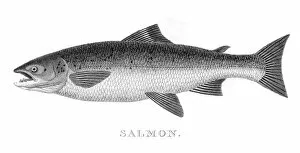 Images Dated 31st May 2015: Salmon engraving 1812