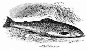 Images Dated 15th April 2017: Salmon engraving 1878