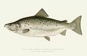 Images Dated 16th July 2016: Salmon illustration 1896
