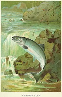 A Salmon Leap by P.J. Smit
