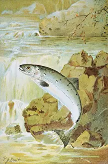 Chromolithographs Prints: A Salmon Leap by P.J. Smit