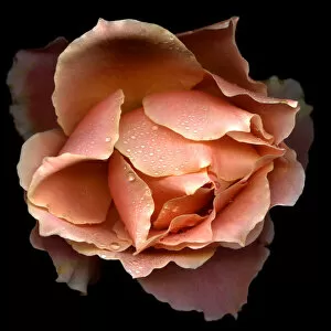 Salmon rose