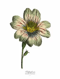 Images Dated 19th February 2019: Salpiglossis and Trumpet Tongue Plants, Victorian Botanical Illustration