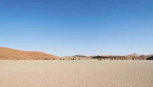 Dead Collection: Salt and clay pan, Deadvlei, Sossusvlei, Namib Desert, Namibia