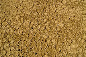 Parched Prints: Salt flat, Kalahari Desert, Northern Cape, South Africa, Africa
