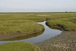 Salt marshes behind the dykes at Westerhever with drainage ditches in front and dyke in the rear, Schleswig-Holstein