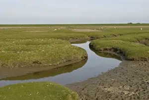 Dike Prints: Salt marshes behind the dykes at Westerhever with drainage ditches in front and dyke in the rear