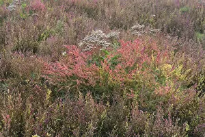 Images Dated 4th October 2014: Salt meadow with glasswort -Salicornia europaea- and sea lavender -Limonium vulgare-, Vlieland