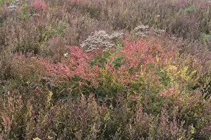 The Netherlands Prints: Salt meadow with glasswort -Salicornia europaea- and sea lavender -Limonium vulgare