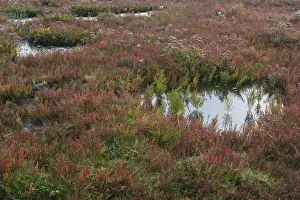 The Netherlands Prints: Salt meadow with glasswort -Salicornia europaea- and sea lavender -Limonium vulgare