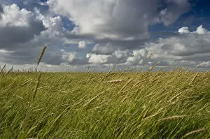 Salt meadows, Westerheversand, Westerhever, Eiderstedt, North Frisia, Schleswig-Holstein, Germany