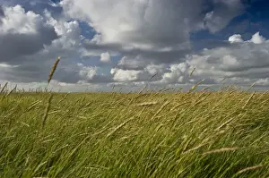 Idyll Prints: Salt meadows, Westerheversand, Westerhever