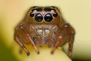 Images Dated 18th June 2011: Salticidae