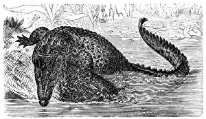 Saltwater crocodile (Crocodilus biporcatus)