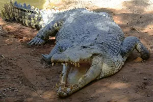 Opened Gallery: Saltwater or Estuarine crocodile (Crocodylus porosus), Australia
