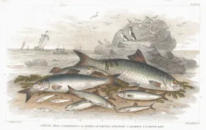 Saltwater fish old litho print from 1852