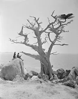 Monterey County Prints: Salvador Dali with Wife Sketching Cypress Tree